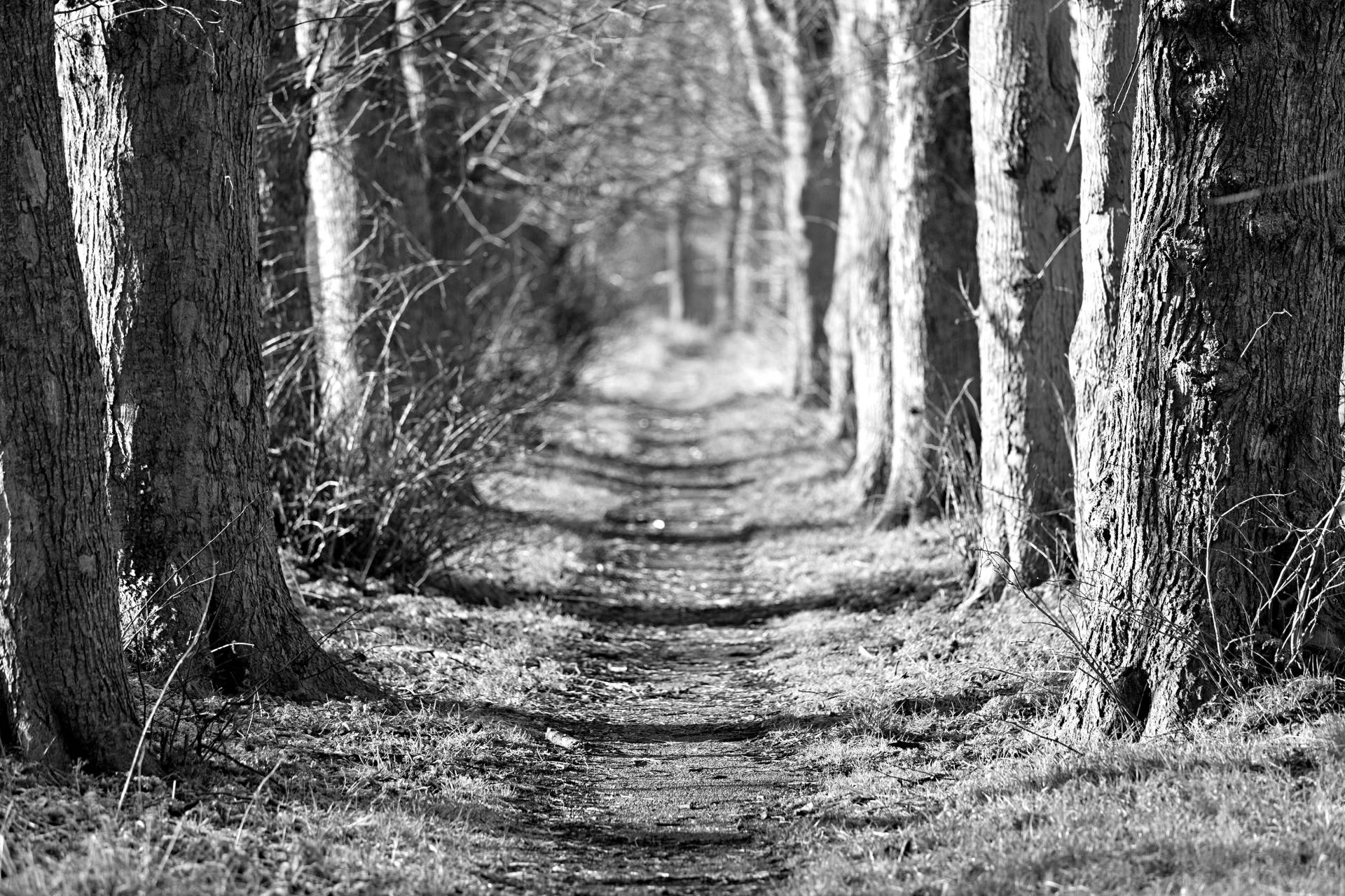 Papermoon Fototapete "Waldweg Schwarz & Weiß" Papermoon Fototapete "Waldweg Schwarz & Weiß" von Papermoon