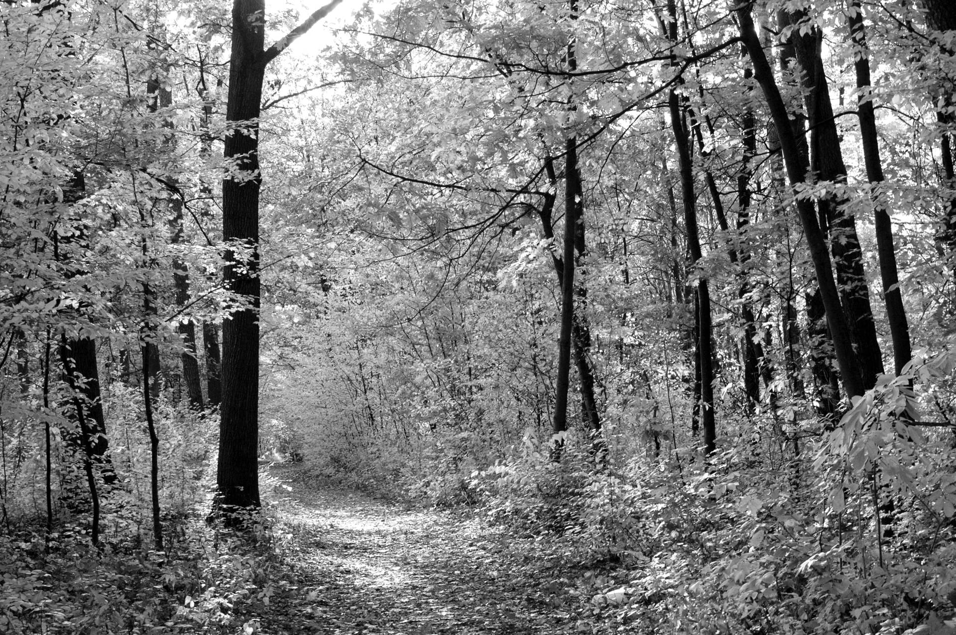 Papermoon Fototapete "Waldweg" Papermoon Fototapete "Waldweg" von Papermoon