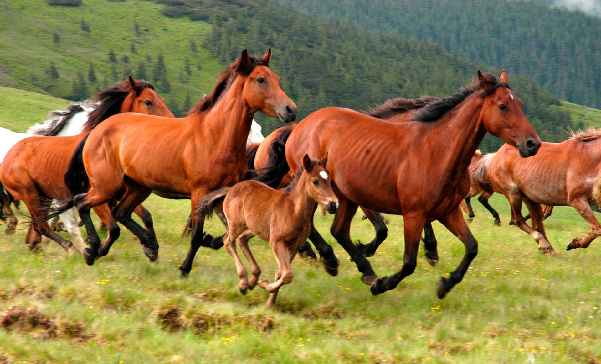 Papermoon Fototapete "Wild Horses" Papermoon Fototapete "Wild Horses" von Papermoon