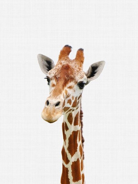 Photocircle Poster / Leinwandbild - Giraffe Photocircle Poster / Leinwandbild - Giraffe von Photocircle