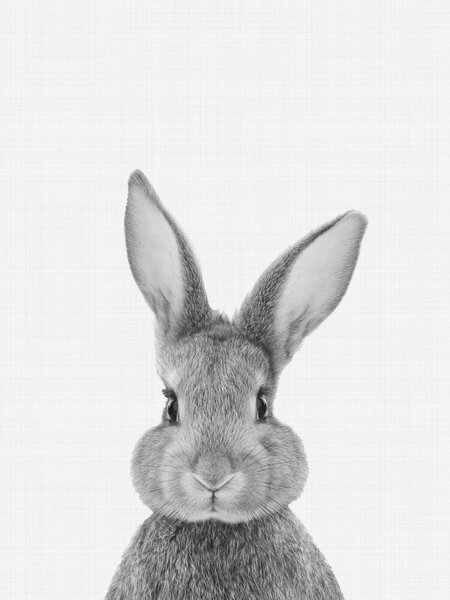 Photocircle Poster / Leinwandbild - Rabbit (Black and White) von Photocircle