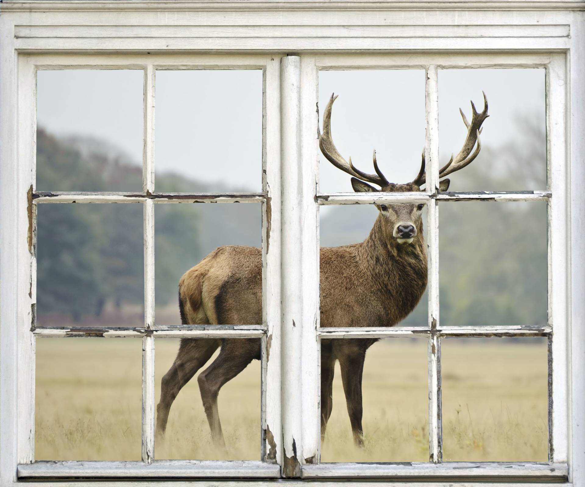 queence Wandsticker "Hirsch", Wandsticker, Wandbild, selbstklebend, 3D, Fenster, Hirsch queence Wandsticker "Hirsch", Wandsticker, Wandbild, selbstklebend, 3D, Fenster, Hirsch von Queence